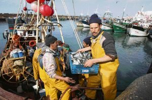 Les sardines de la ville de Safi au Maroc et du port enregistrent une capture record de 800 tonnes en une seule journée 1 XVIIIa