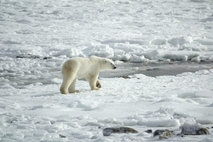 Des chercheurs découvrent une bande de tanières d&rsquo;ours polaires jusque-là non documentées -europeantimes.news-