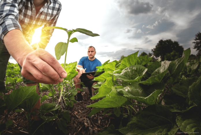 Accord pour simplifier les règles agricoles de l’UE | Nouvelles Accord pour simplifier les règles agricoles de l’UE | Nouvelles