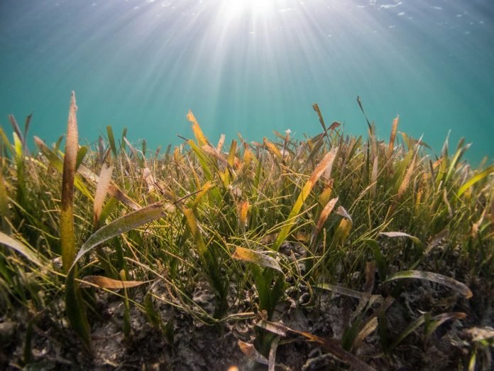 Premier projet de carbone bleu en Espagne : l’Andalousie établit une référence climatique Premier projet de carbone bleu en Espagne : l’Andalousie établit une référence climatique