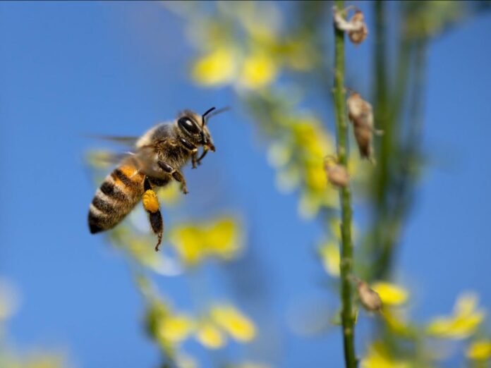 Abeille