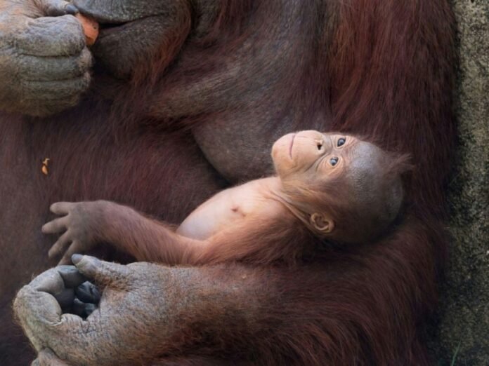 Un orang-outan de Bornéo, une espèce classée "en danger critique de disparition"