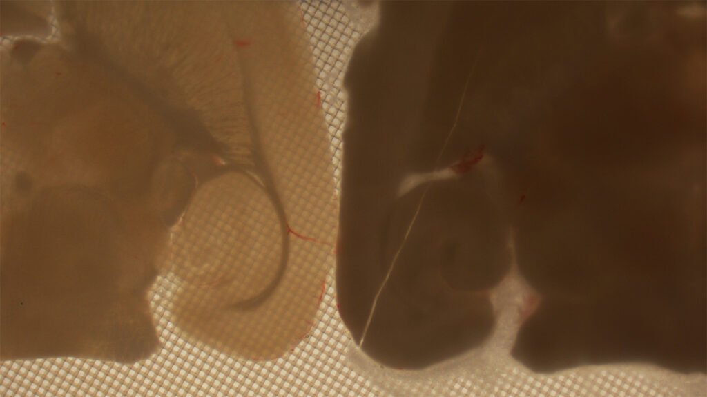 recherche cryoconservation