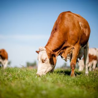 © teamfoto, Adobe Stock