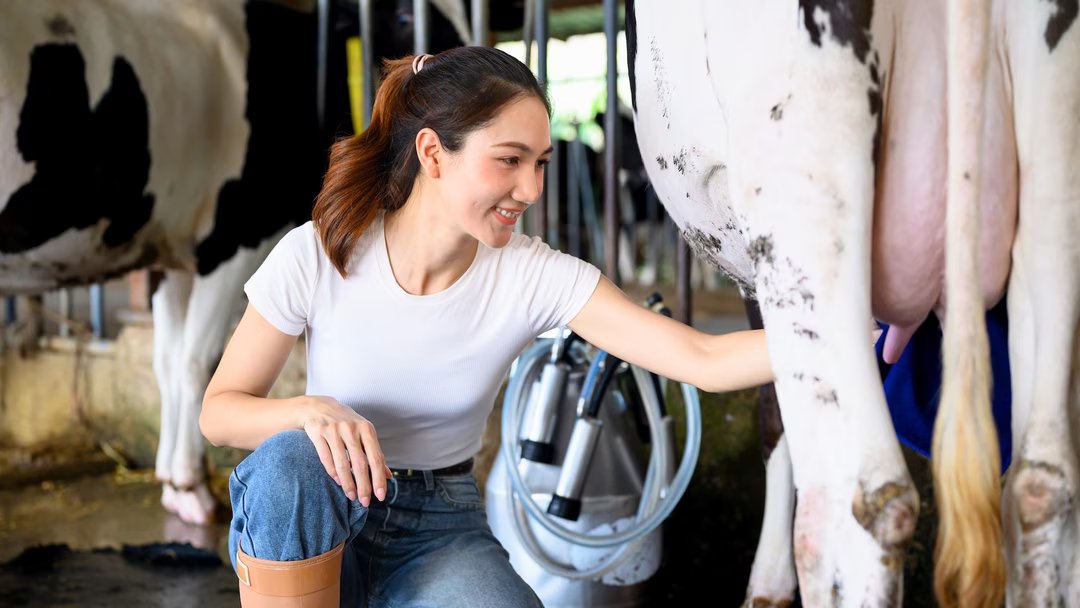 vaches lait bien etre