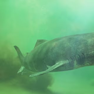 Un corps long, épais et gris. Une petite tête. Un museau court et arrondi. Des yeux opaques et inanimés. C’est la description du requin du Groenland (Somniosus microcephalus). Ou plutôt, c’était. Car une équipe de l’université de Californie (États-Unis) révèle aujourd’hui que l’animal n’est pas si aveugle que ça… © dottedyeti, Adobe Stock