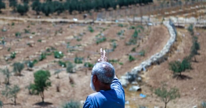 “Je suis agriculteur, pas terroriste” : en Cisjordanie, des Palestiniens privés de leurs vignes