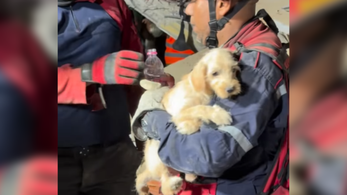 Piégé sous les décombres après les violents séismes au Venezuela, un chiot est miraculeusement sauvé Piégé sous les décombres après les violents séismes au Venezuela, un chiot est miraculeusement sauvé