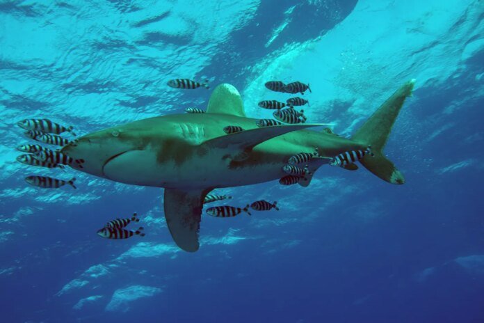 Requin blanc en Méditerranée : une rencontre inédite et… rassurante