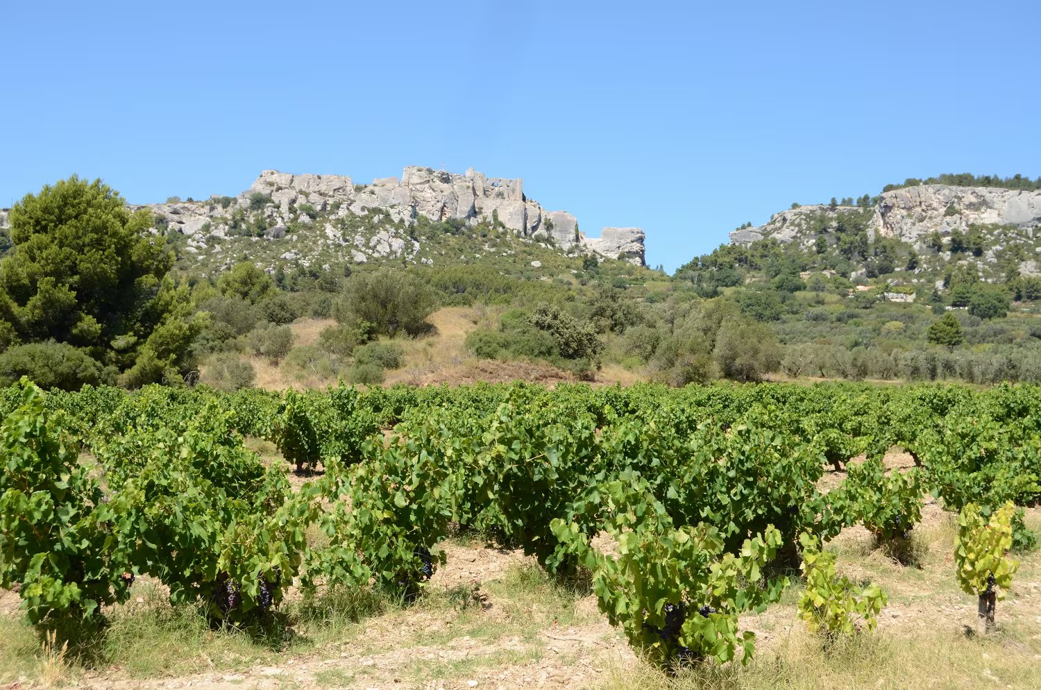 Ici, douze domaines constituent la seule appellation d’origine protégée de l’Hexagone