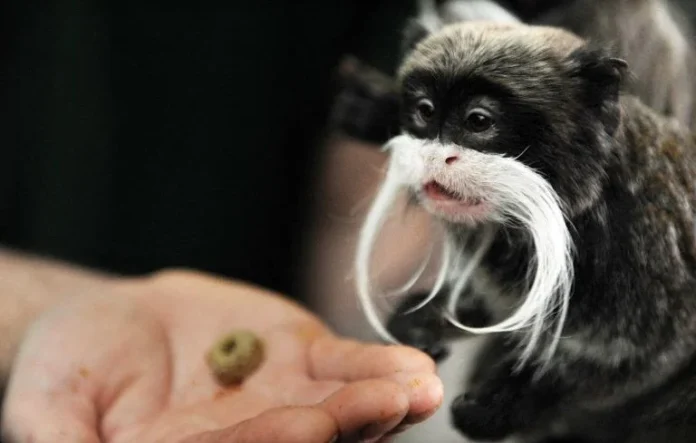 Deux bébés singes volés au zoo de La Palmyre, les malfrats recherchés