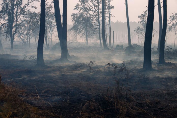Incendie en Gironde : du tourisme à l’agriculture, l’économie du département menacée Incendie en Gironde : du tourisme à l’agriculture, l’économie du département menacée