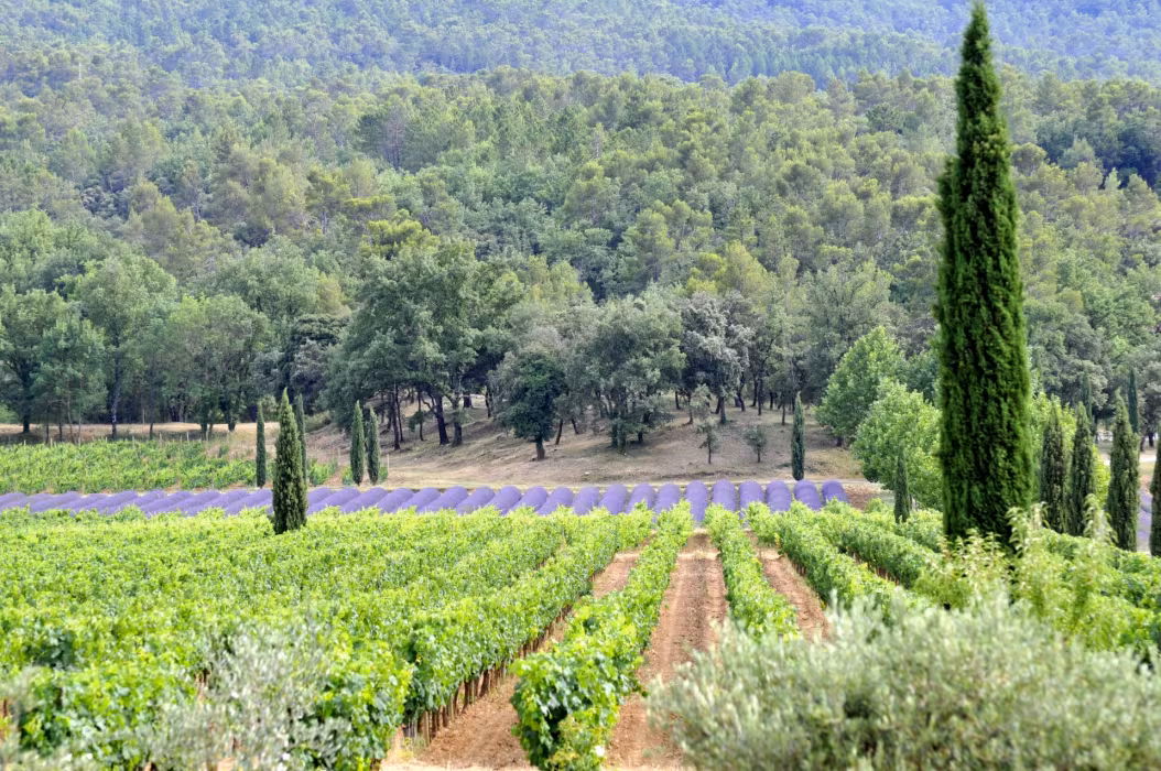 Le vignoble cette appellation classée en 1993 se situe au cœur de la 