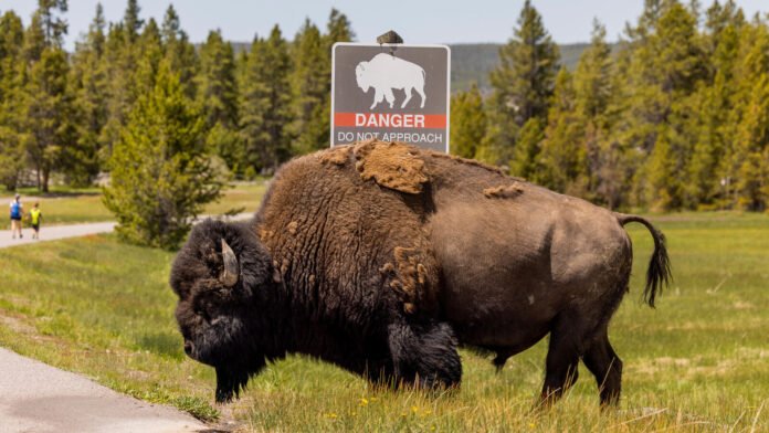 « Le problème, ça a été l’atterrissage » : l’homme projeté dans les airs à Yellowstone raconte l’attaque spectaculaire du bison