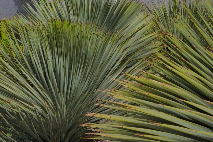 Nos plantes grillent, c’est le moment d’oser les yuccas !