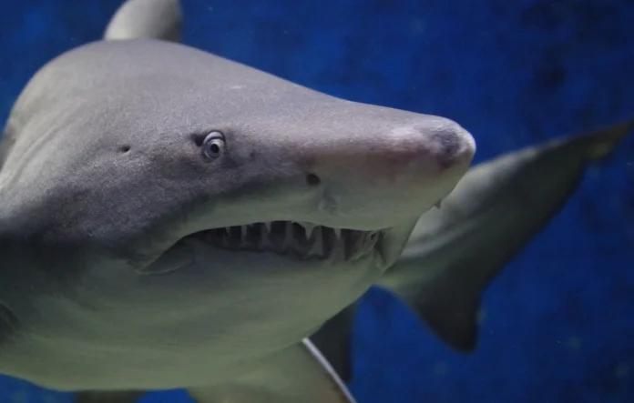 Nouvelle-Zélande : Un requin l'attaque en pleine chasse sous-marine, il filme la scène