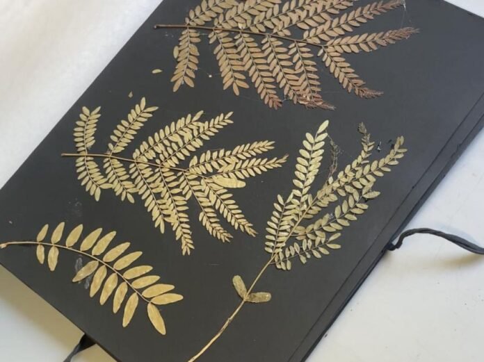 Plongée au coeur de l'herbier de Montpellier Plongée au coeur de l'herbier de Montpellier