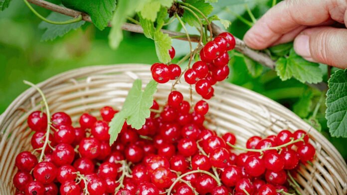 Quels sont les bienfaits des groseilles ?