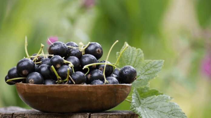 Quels sont les bienfaits du cassis ? Quels sont les bienfaits du cassis ?