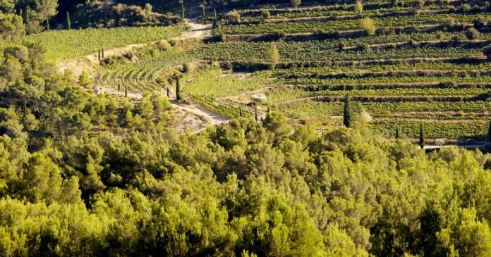 Vins : Provence, un vignoble pluriel