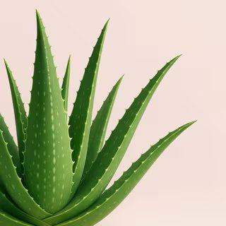 Derrière les longues feuilles cornues de l'aloe vera se cachent bien des secrets... © AA, Bing IA