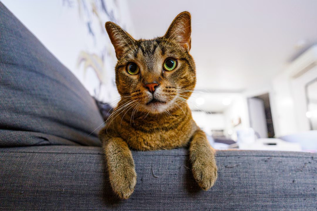chat odorat confiance