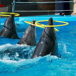Douze dauphins et deux orques sont encore à Marineland, à Antibes. Photo d'illustration. © Svitlana, Adobe Stock