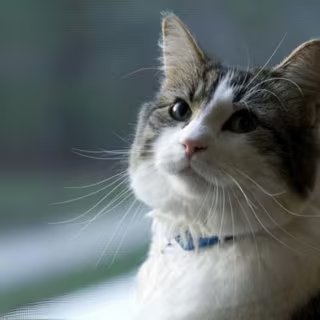 Le Dr Dosa a publié un livre sur Oscar en 2010 : « Making Rounds with Oscar - The Extraordinary Gift from an Ordinary Cat ». © Centre de soins et de réadaptation Steere House, Rhode Island